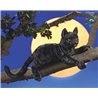 GATO NEGRO