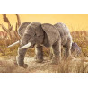 ELEFANTE