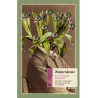 Libro. NATURALEZAS - Ralph Waldo Emerson