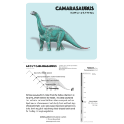 Juego de tarjetas de infografía. Dinosaurs Knowledge Cards