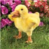 PATO