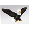 AGUILA