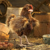 TÍTERE - GALLINA