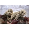 FOCA DE PUERTO