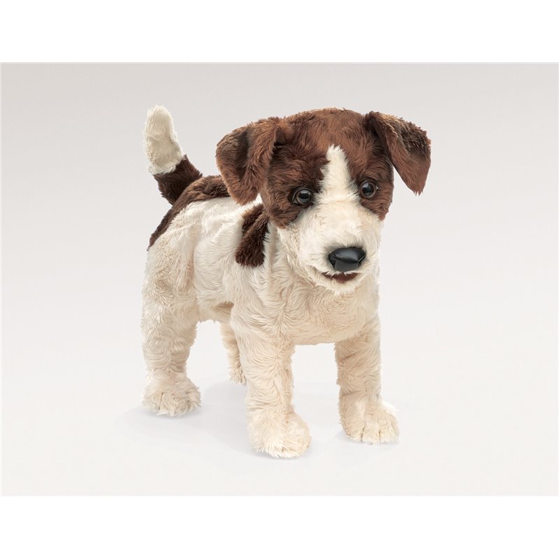 JACK RUSSELL TERRIER