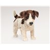 JACK RUSSELL TERRIER