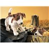 JACK RUSSELL TERRIER