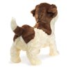 JACK RUSSELL TERRIER